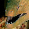 Giant Moray